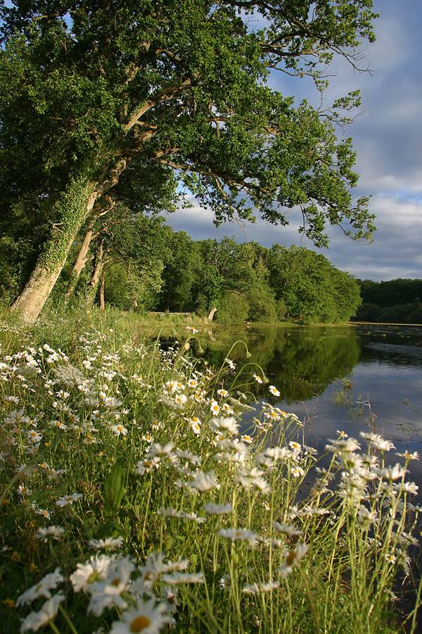 Photo de L'Etang de la Benette