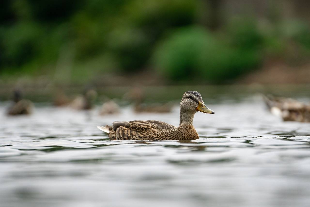 Photo de Etang des Fonds du Mont
