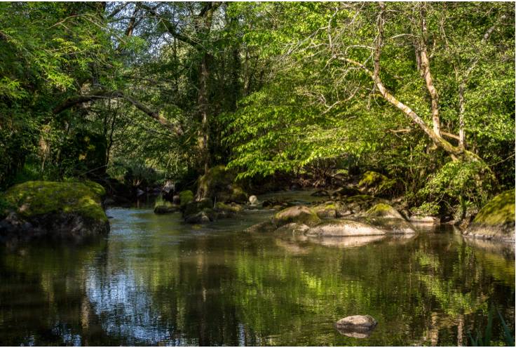 Photo de Etang du Bois Pouvreau