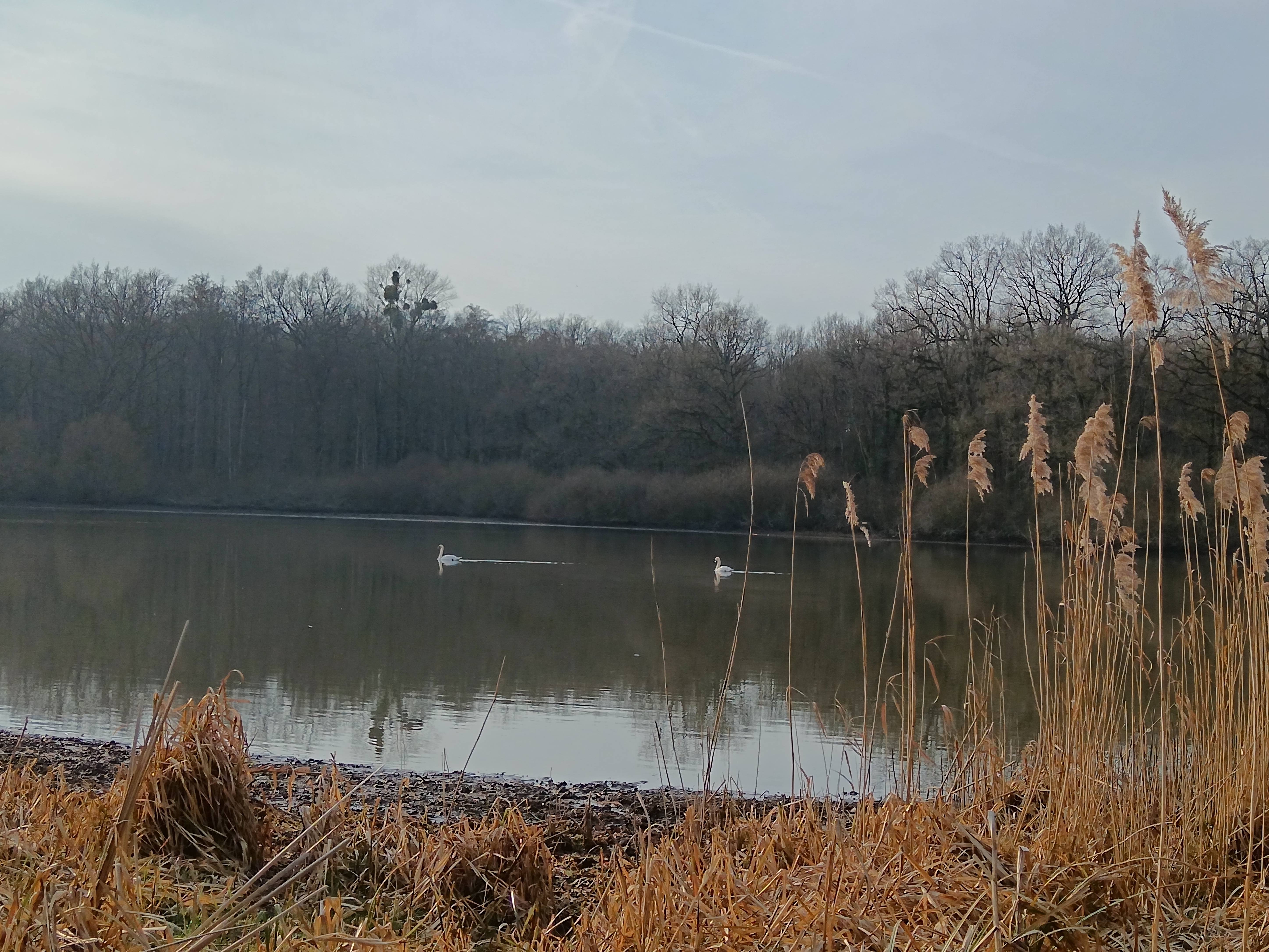 Photo de Étang du Grand Verdat