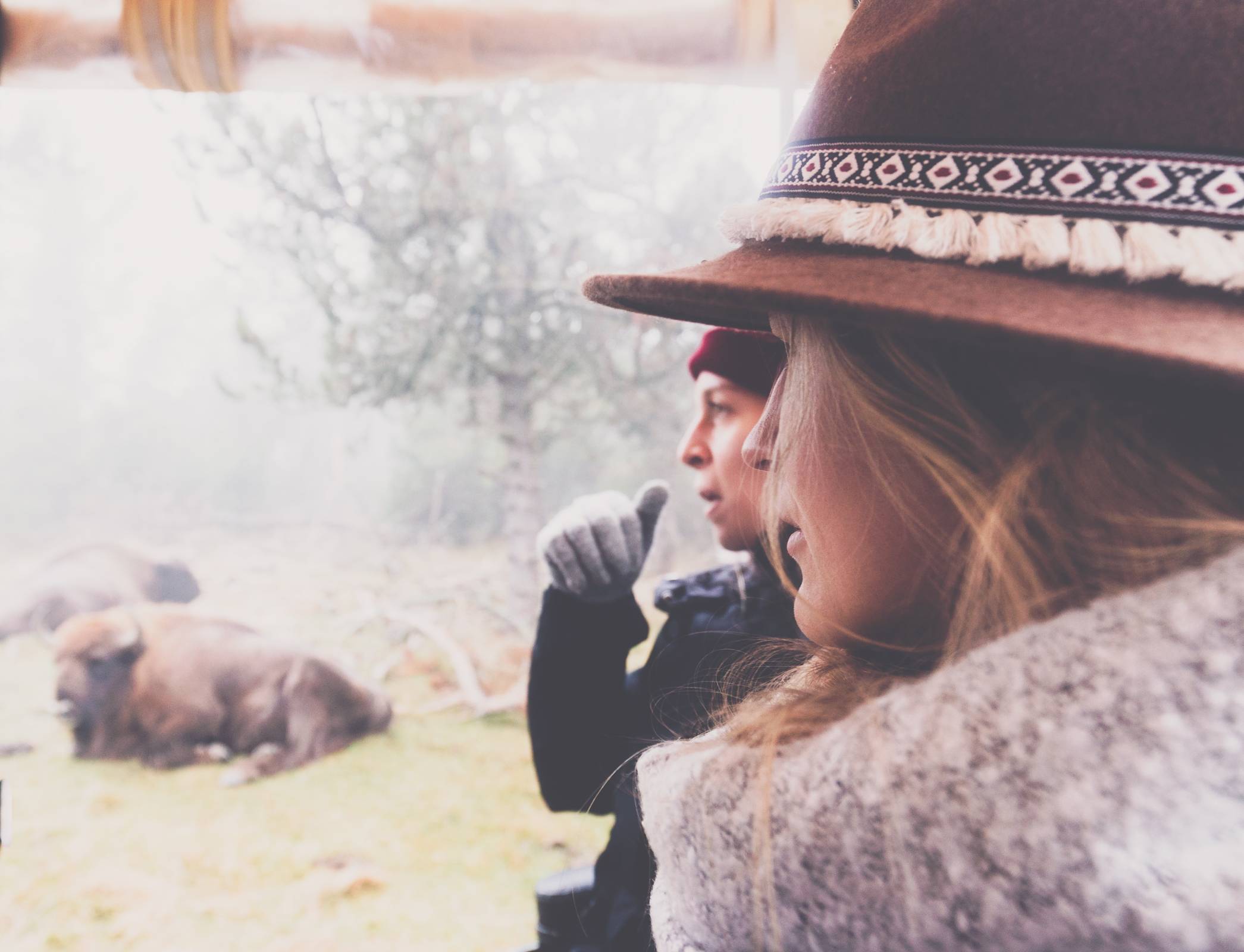 Photo de LES BISONS D'EUROPE