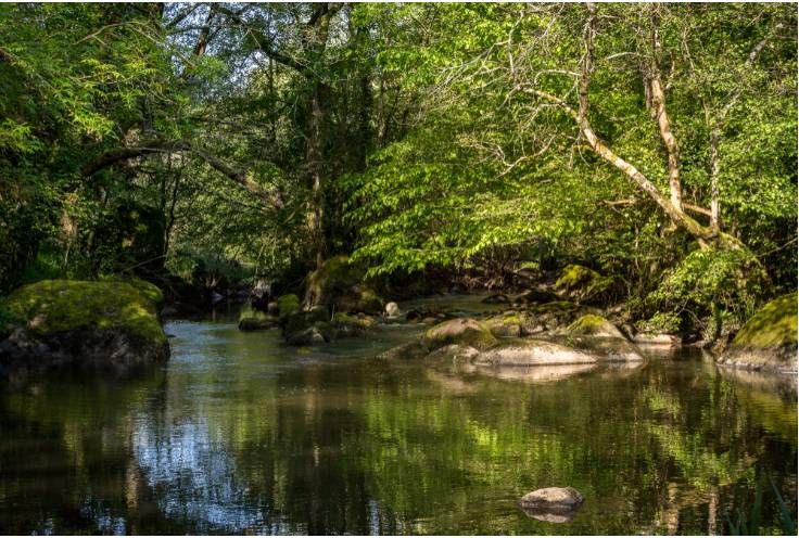 Etang du Bois Pouvreau